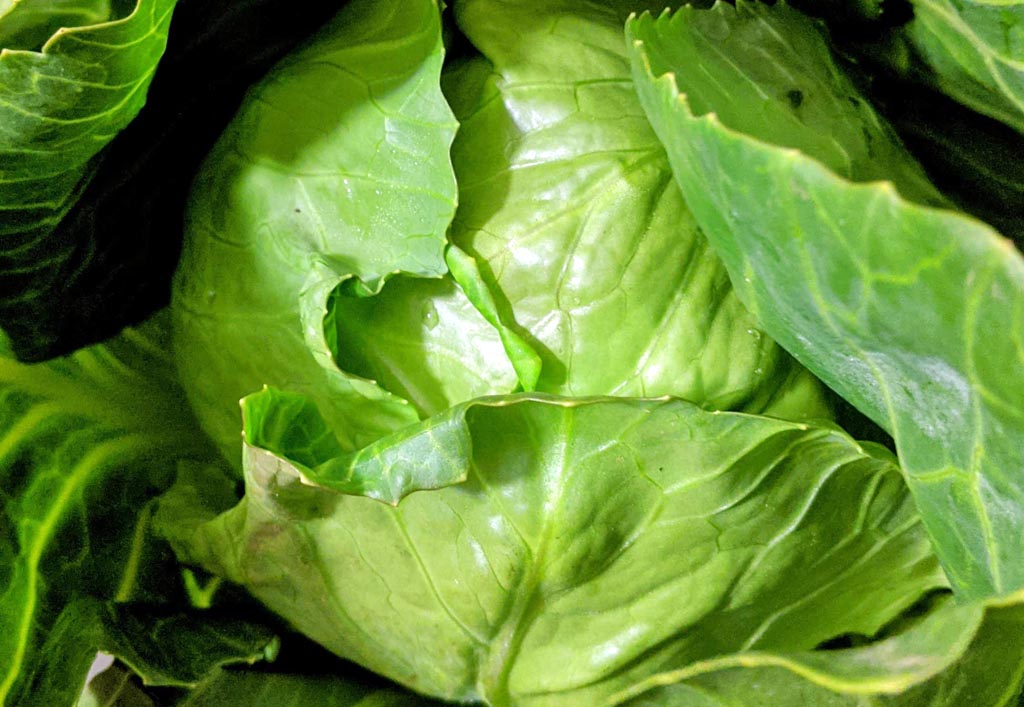 główka młodej kapusty